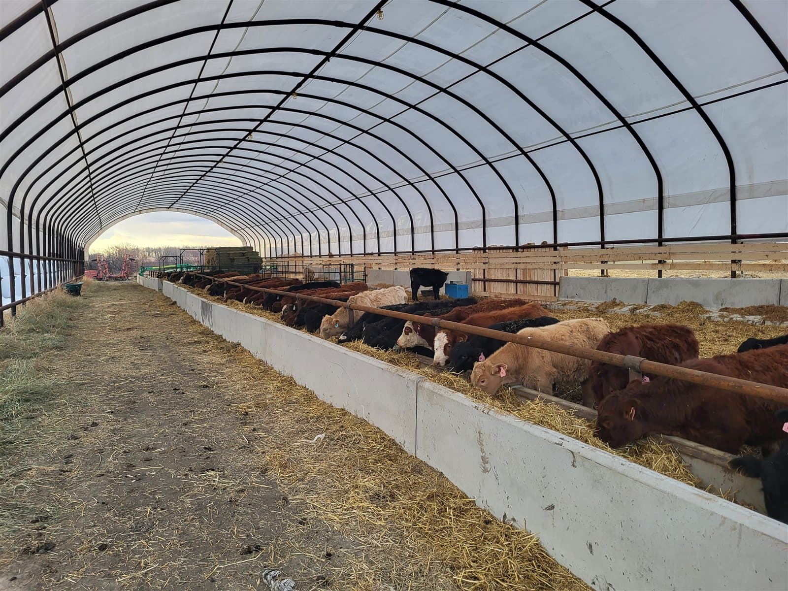 Cattle feeding along a concrete feed bunk and apron inside an Alberta barn.